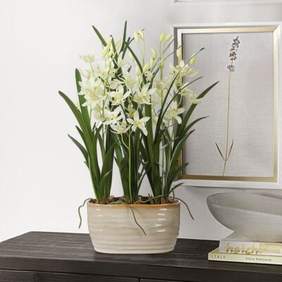Ariana Orchid