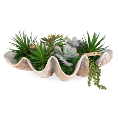Seaside Breeze Succulents