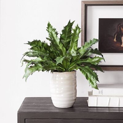 Vendure Fern